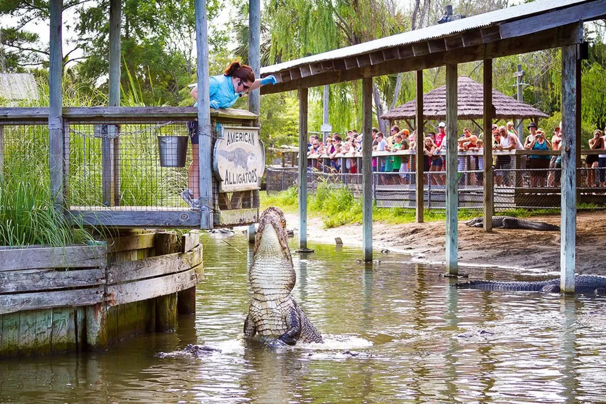 An exterior shot of a lively wildlife encounter featuring a person interacting with an alligator, surrounded by an engaged crowd. Visible signage and an outdoor setting create a sense of exploration and connection to local attractions.